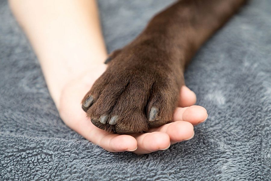 Kinderhand mit Hundepfote Kinderhand, darin eine Hundepfote von einem Labrador